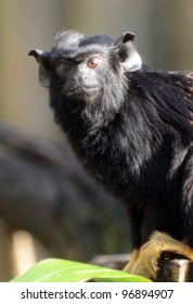 Red Handed Tamarin