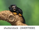 The Red Handed Tamarin or Golden-handed Tamarin or Midas Tamarin (Saguinus midas), is a New World Monkey native to South America.
