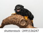 The Red Handed Tamarin or Golden-handed Tamarin or Midas Tamarin (Saguinus midas), is a New World Monkey native to South America.