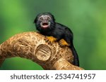 The Red Handed Tamarin or Golden-handed Tamarin or Midas Tamarin (Saguinus midas), is a New World Monkey native to South America.