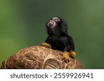 Red Handed Tamarin or Golden-handed Tamarin or Midas Tamarin (Saguinus midas), is a New World Monkey native to South America.