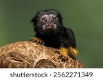 Red Handed Tamarin or Golden-handed Tamarin or Midas Tamarin (Saguinus midas), is a New World Monkey native to South America.