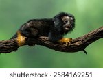 Red Handed Tamarin or Golden-handed Tamarin or Midas Tamarin (Saguinus midas), is a New World Monkey native to South America.