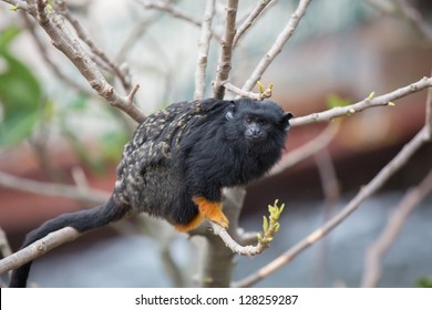 Red Handed Tamarin On The Tree, Endanger Species