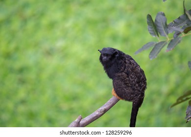 Red Handed Tamarin On The Tree, Endanger Species