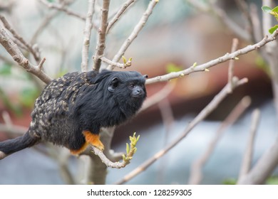 Red Handed Tamarin On The Tree, Endanger Species