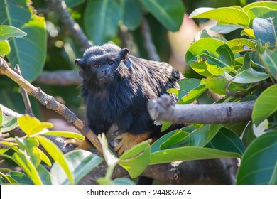 Red Handed Tamarin On The Tree, Endanger Species