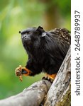 Red Handed Tamarin (Saguinus midas) is a tree with his mouth open