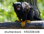 Red Handed Tamarin (Saguinus midas) is a tree with his mouth open