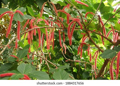 115,575 Red Hanging Plants Images, Stock Photos & Vectors | Shutterstock