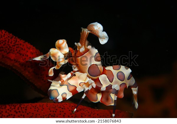 Red Harlequin shrimp moves on a starfish witch is\
also her favorite food
