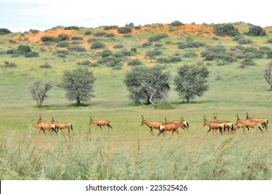 Red Hartebeest Herd In The Kgalagadi Transfrontier Park 