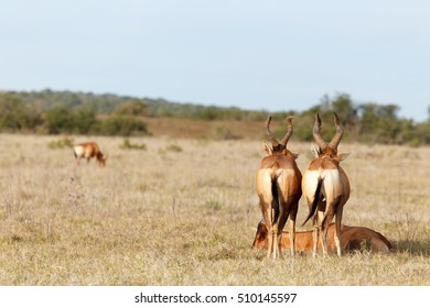 Red Hartebeest Standing Guard Over There Sleeping Brother In The Field.