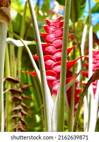 Red Hawaiian Heliconia Plant Flowering