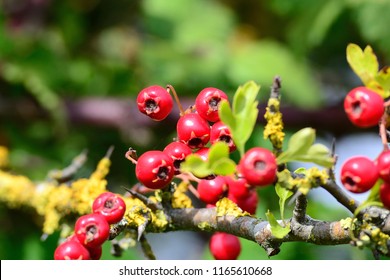 Red Hawthorn Berries In Summer, England, UK
