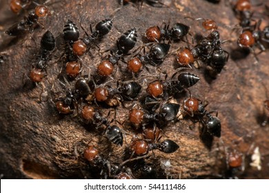 Red Head Black Body Fire Ants Honeypot Myrmecocystus Detail Macro Inside Anthill On A Tree