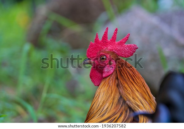 Red head of a cock or rooster on farm yard. Farming\
concept. Portrait of a brown cock in the garden on a green\
background. Close up