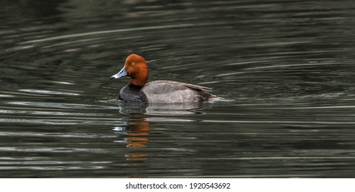 red head duck drake (aythya americana) swimming in shallow pond in north Florida