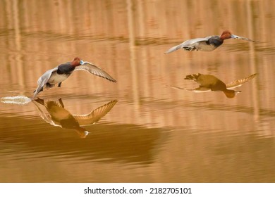 Red Head Ducks Landing With Reflections