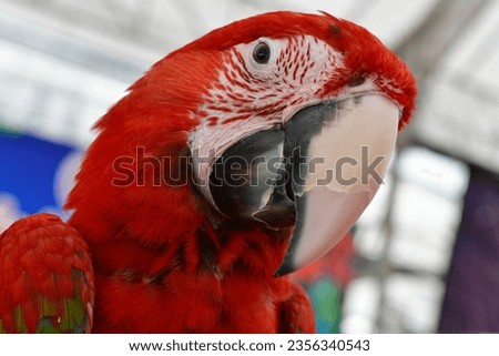 Red Head macaw white face black eye close up green wing macaw parrot birds 