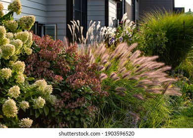 Red head ornamental grasses pennisetum alopercuroides, ornamental grass with whimsical plumes highlighted by the late afternoon sun, are a standout in this Chicago garden.  - Shutterstock ID 1903596520