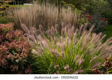 Red Head Ornamental Grasses Pennisetum Alopercuroides, Ornamental Grass With Whimsical Plumes Highlighted By The Late Afternoon Sun, Are A Standout In This Chicago Garden. 