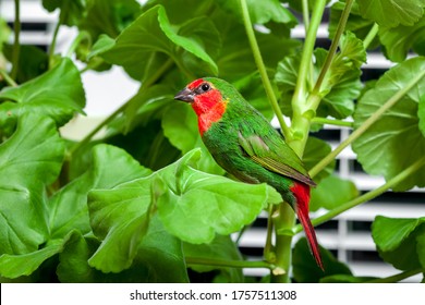 A Red Head Parrot Finch With Green Feathers And A Red Breast Sits On A Branch Of A Home Plant With Leaves, Veterinary Ornithological Theme Birdwatching Pet Song Bird.