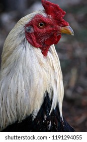 Red Head Rooster