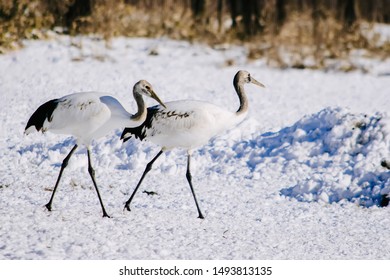 Red Head Tancho Crrane Bird Dancing Stock Photo 1493813135 | Shutterstock