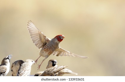 Red Headed Finch (Amadina Erythrocephala) In Flight