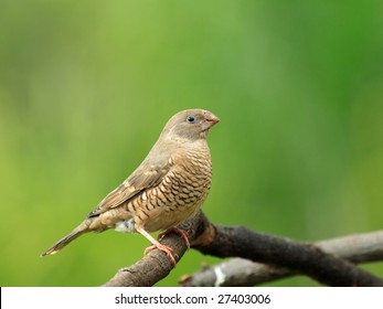 Red Headed Finch Female Bird Sitting On A Branch