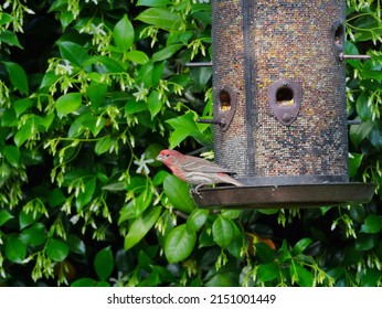 Red Headed Finch On Large Bird Feeder