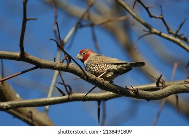 Red Headed Finch Sits On A Branch With Clear Blue Sky Behind