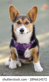 Black Tan White Corgi Hd Stock Images Shutterstock