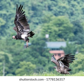 Red Headed Valture And  Slender Billed Vulture Flying From The Ground