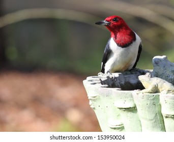 Red Headed Woodpecker