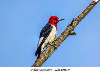 woody woodpecker animal