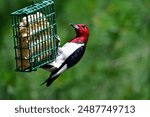 Red headed Woodpecker resting in a tree