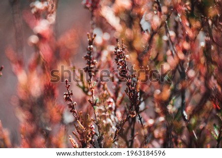 Similar – rosa Blüten von calluna vulgaris auf einem Feld bei Sonnenuntergang