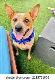 Red Heeler Australian Cattle Dog Wears A Lei At A Hawaiian Themed Dog Party.