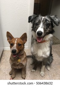 Australian Shepherd Heeler Puppies 3