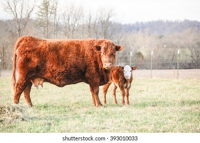 Red Heifer With Baby Calf