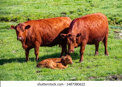 Red Heifer Cow Parents And Calf On Green Grass.