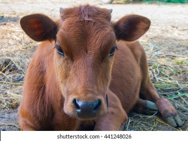 Red Heifer In The Pasture