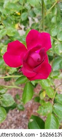 Red Heirloom Rose Blooming In Summer.