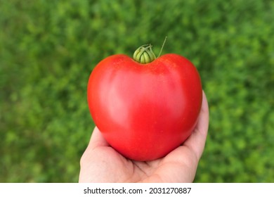 Red Heirloom Tomato, Heart Shape In Hand, Oxheart Variety.