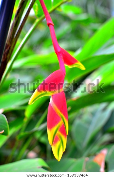 Red Heliconia Flower Hanging Plant Garden Stock Photo Edit Now 159339464