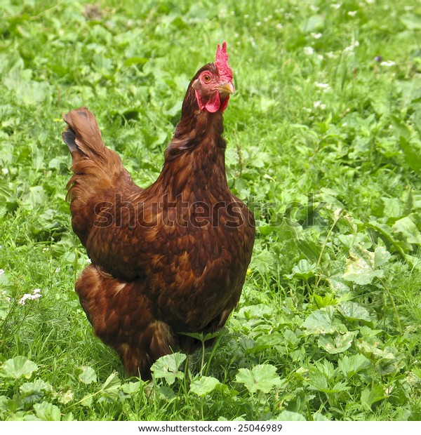 Red Hen Stock Photo (Edit Now) 25046989