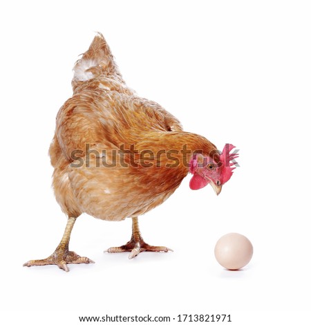 
red hen with an egg on white isolated background