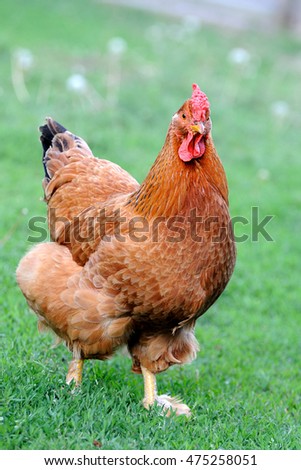 Similar – Chicken on meadow. Animal